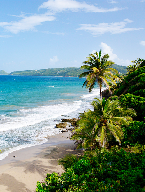 Grenada beach with palm trees
