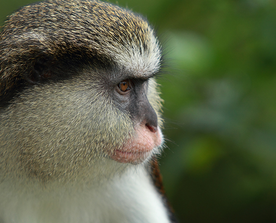 Mona monkey in the rainforest