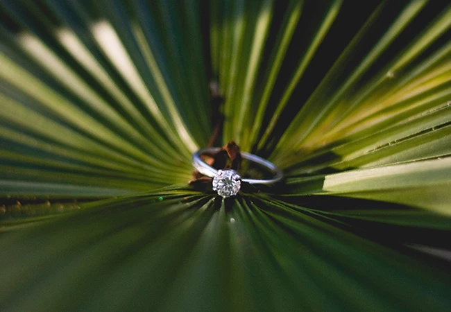 A silver wedding ring on a branch